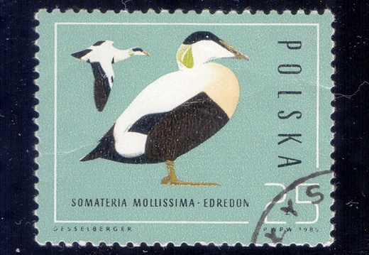 1985.10.21 - Польша - Гага обыкновенная (Somateria mollissima) - м5