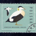 1985.10.21 - Польша - Гага обыкновенная (Somateria mollissima) - м5.jpg