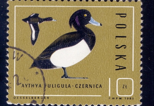 1985.10.21 - Польша - Хохлатая утка (Aythya fuligula) - м3