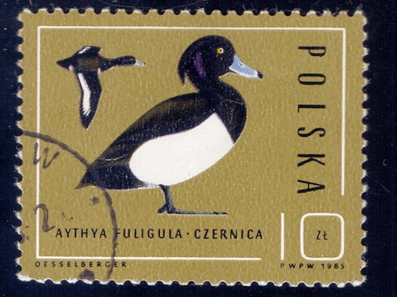1985.10.21 - Польша - Хохлатая утка (Aythya fuligula) - м3