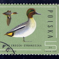1985.10.21 - Польша - Евразийский чирок (Anas crecca) - м1
