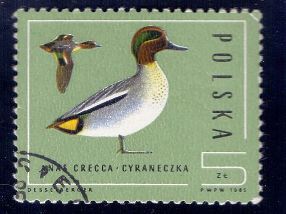 1985.10.21 - Польша - Евразийский чирок (Anas crecca) - м1