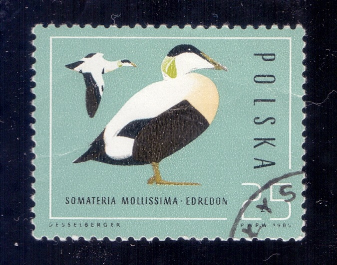 1985.10.21 - Польша - Гага обыкновенная (Somateria mollissima) - м5.jpg