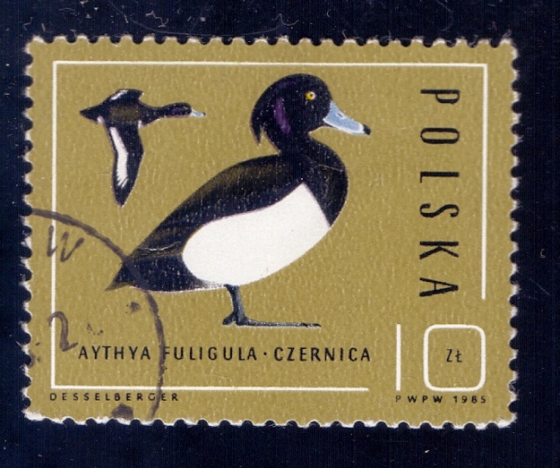 1985.10.21 - Польша - Хохлатая утка (Aythya fuligula) - м3.jpg